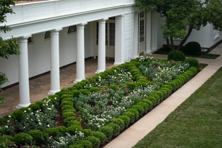 A rectangular garden filled with roses and shrubbery next to a line of columns along an open walkway.