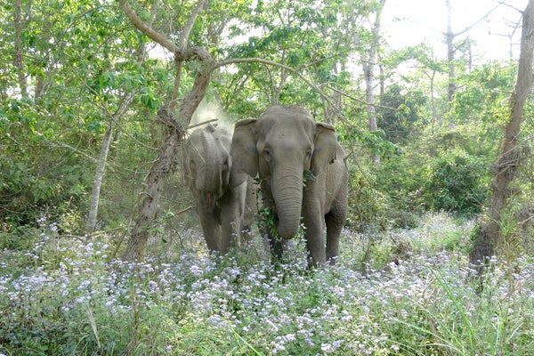 Two elephants stand shoulder to shoulder in a wooded area covered with purple flowers.