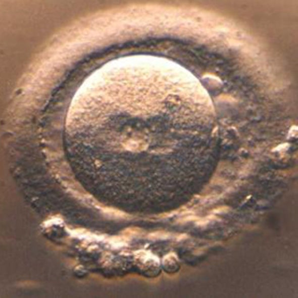 Mississippi to Vote on "Personhood" of Fertilized Eggs