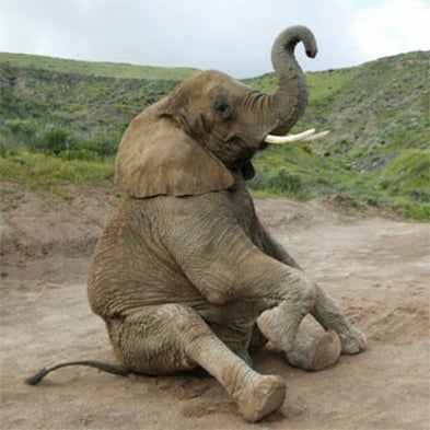 Un-Netting Trade in Endangered Species: eBay Vows Crackdown on Illegal Ivory Sales
