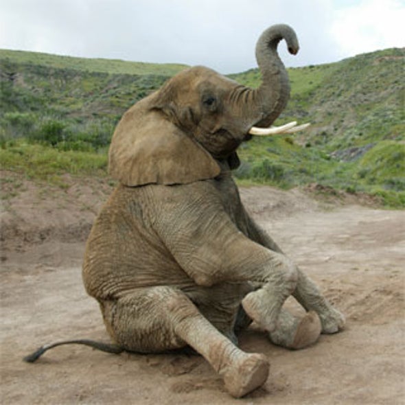Un-Netting Trade in Endangered Species: eBay Vows Crackdown on Illegal Ivory Sales