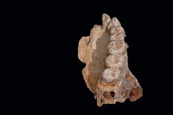 Controversial Fossil Hints <i>Homo sapiens</i> Blazed a Trail Out of Africa Earlier Than Thought