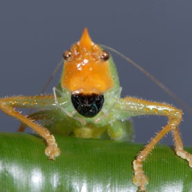 Bug-Eared: Human and Insect Ears Share Similar Structures - Scientific