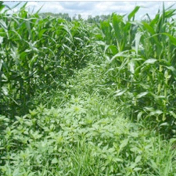 EPA Relies on Industry-Backed Studies to Assess Health Risks of Widely Used Herbicide