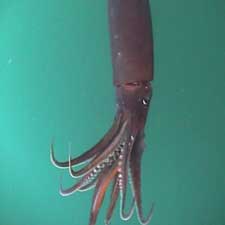 Humboldt Squid Seem to Be Thriving--Thanks to Ocean Dead Zones ...