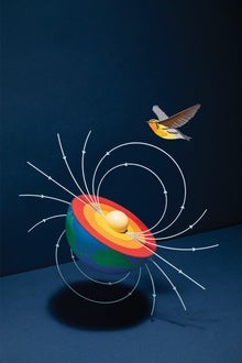 How Migrating Birds Use Quantum Effects to Navigate