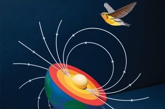 Illustration of bird using Quantum Effects