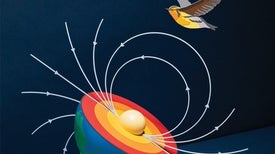 How Migrating Birds Use Quantum Effects to Navigate