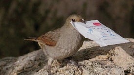 City Birds Outsmart Country Birds