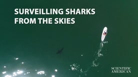 Drones Capture Close Encounters between Great White Sharks and Beachgoers
