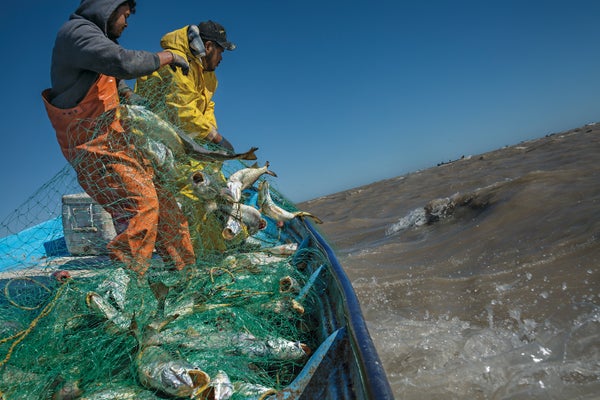 Goodbye, Vaquita: How Corruption and Poverty Doom Endangered Species