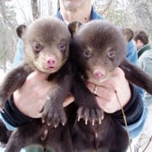 Cute as Teddy Bears