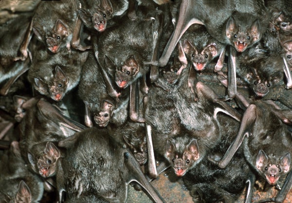 Blood Sisters: What Vampire Bats Can Teach Us about Friendship ...