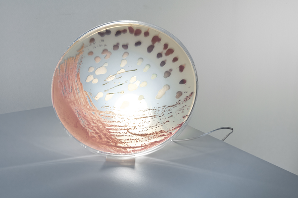 Art Meets Science in These Dazzling Lamps Made of Microbes
