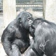 Tame Theory: Did Bonobos Domesticate Themselves?