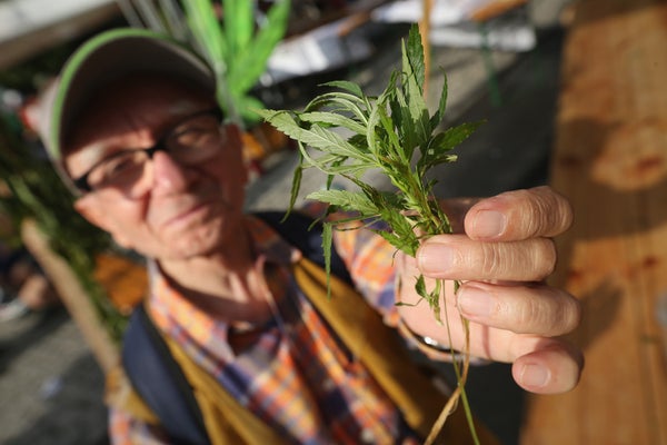 old man holding marijuana plant