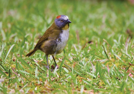 A Rufous-naped Bellbird on grass.