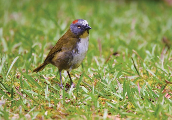 A Rufous-naped Bellbird on grass.