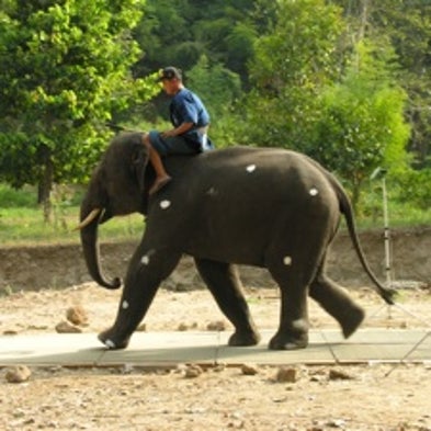 Motivating Question: When an Elephant Charges, Is It Walking or Running?