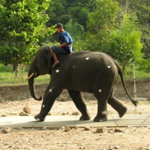 Motivating Question: When an Elephant Charges, Is It Walking or Running?