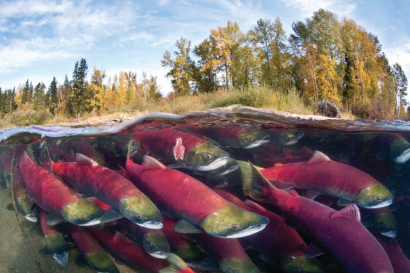 Salmon Slime Helps Scientists Count Migrating Fish