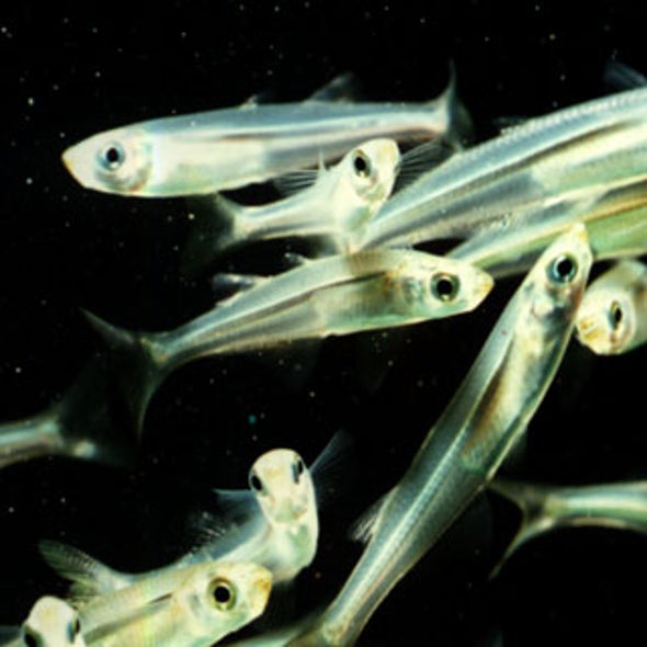 Slow Recovery for Shrinking Fish