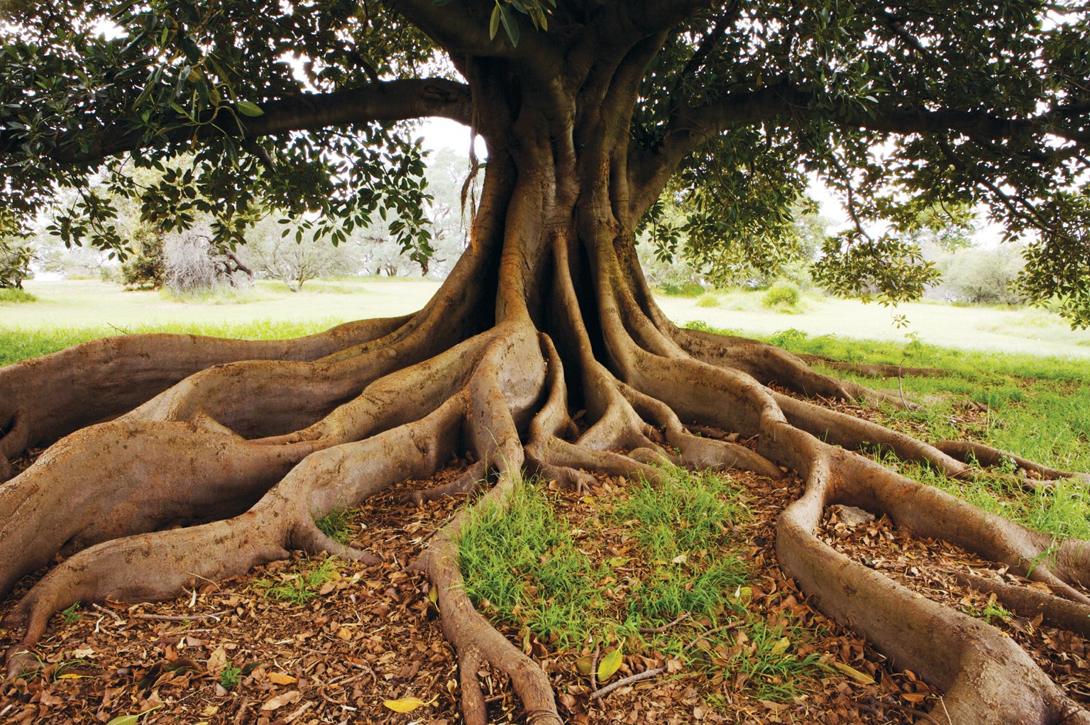 Trees Drill into Deep Bedrock for Water Surprisingly Often