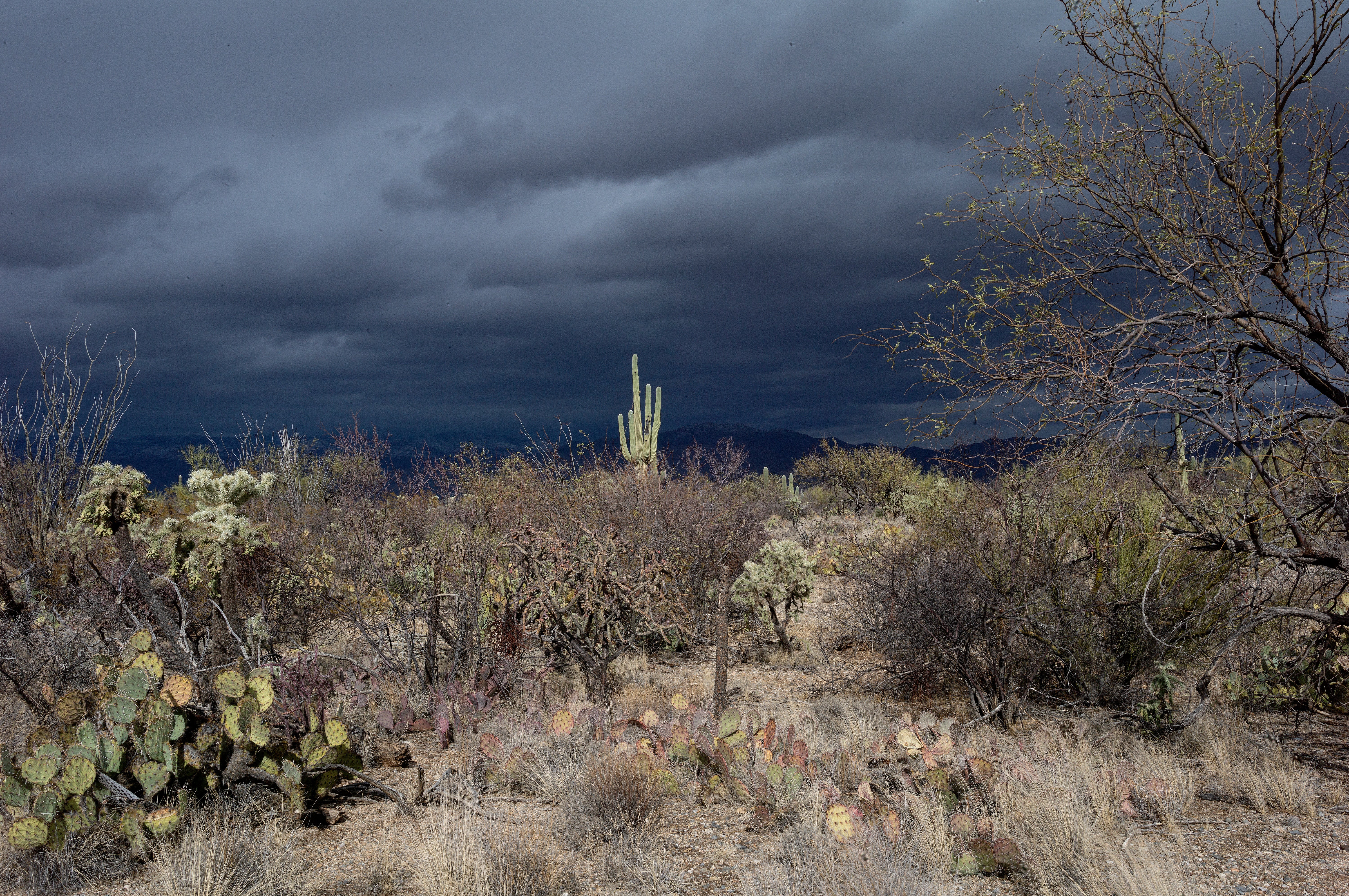 desert biome plants