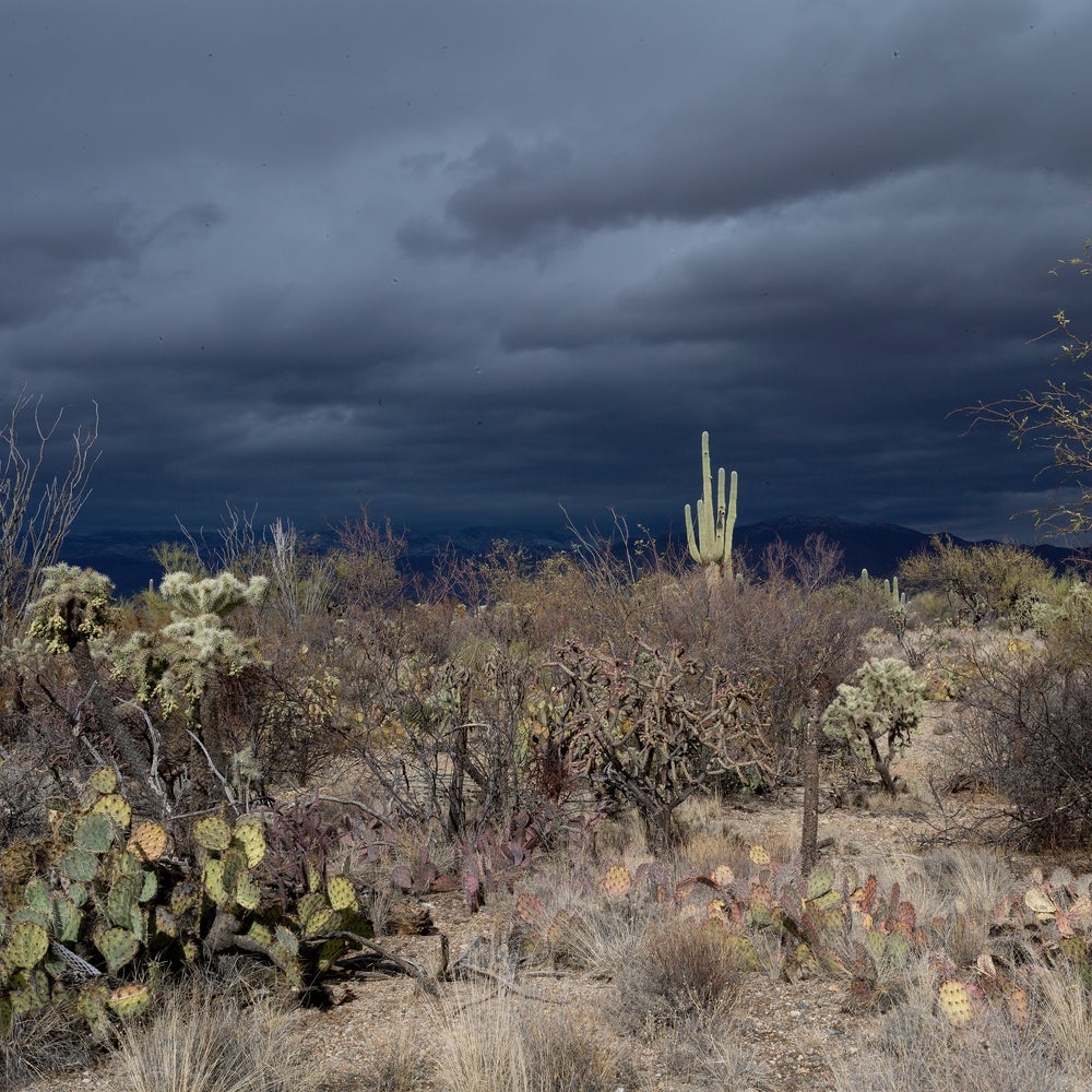 Unexpected: Desert Plants Are Struggling in Higher Heat | Scientific  American