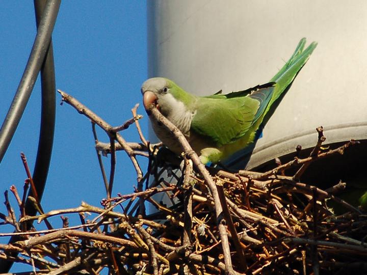 Monk best sale parakeet breeding