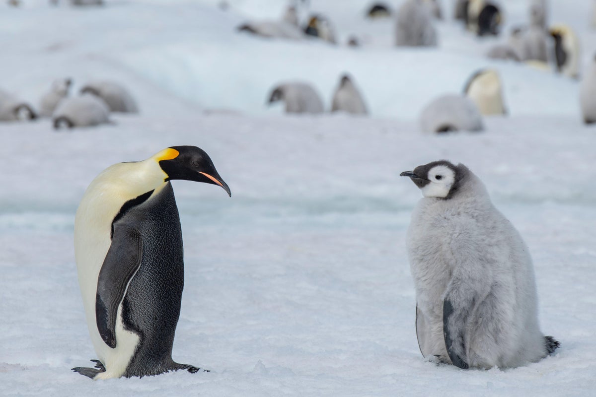 People Differ Widely in Their Understanding of Even a Simple Concept Such  as the Word 'Penguin
