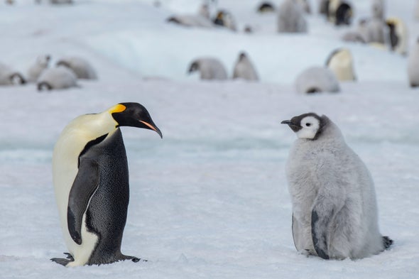 People Differ Widely in Their Understanding of Even a Simple Concept Such as the Word 'Penguin'