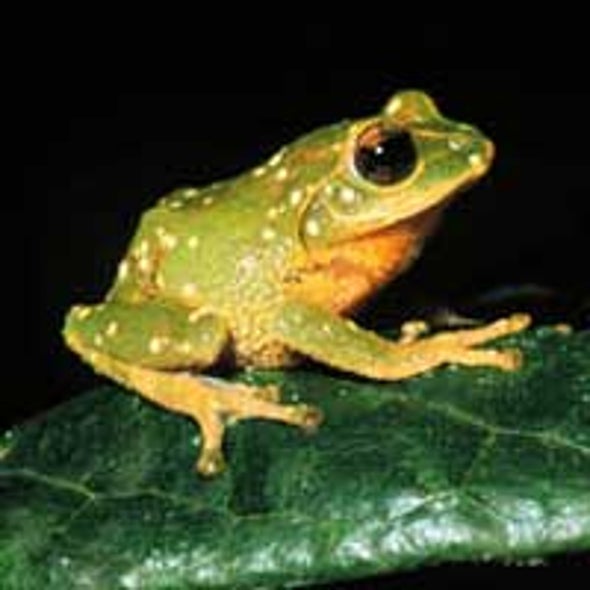 Scientists Spy Dozens of New Frog Species in Sri Lanka