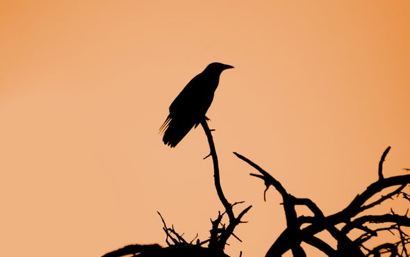 For Some Crows, Migration Is Optional