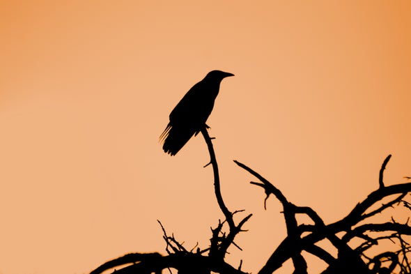 For Some Crows, Migration Is Optional