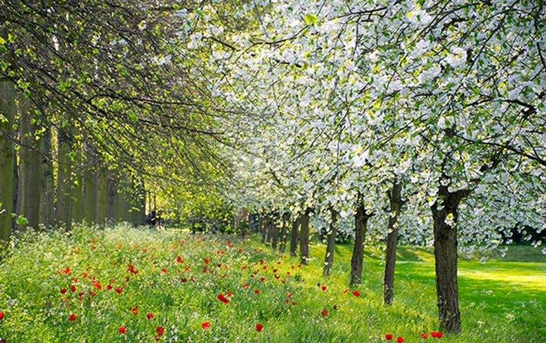 Fact or Fiction?: "Spring Fever" Is a Real Phenomenon - Scientific American