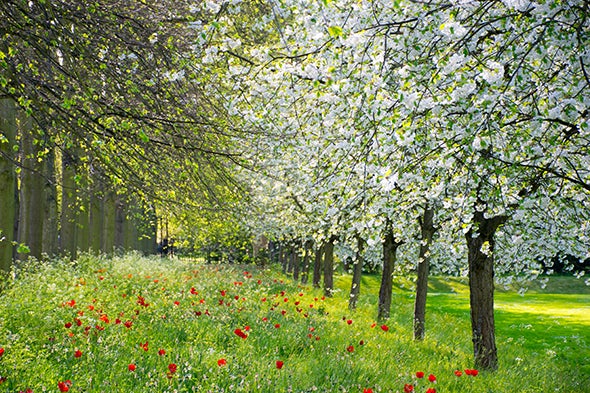 Spring, triangulação processual 