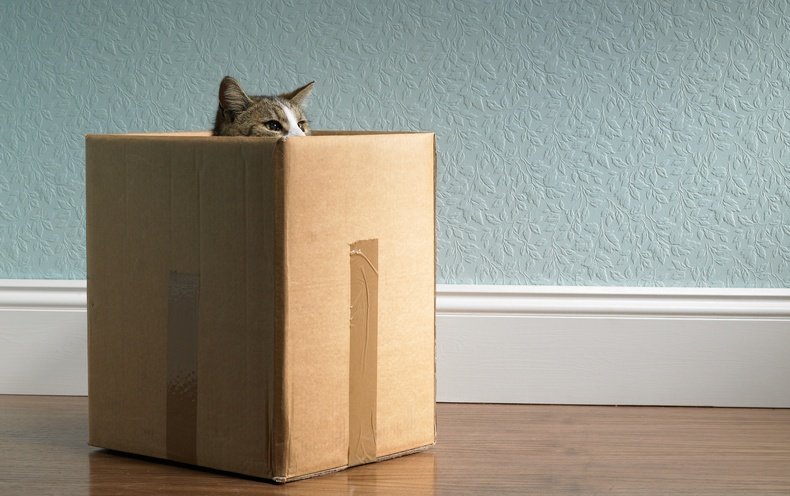 Cat Gravity Testing Gravity Kills Schrödinger's Cat - Scientific American