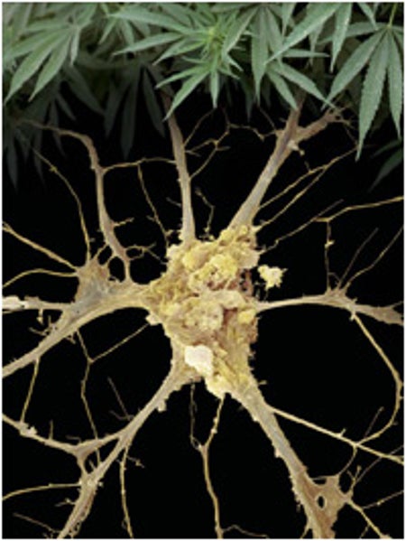 Marijuana and neuron