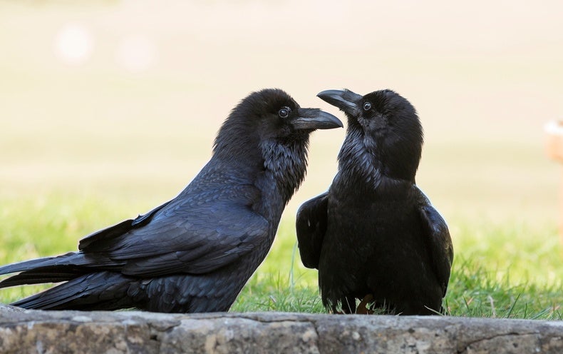 Young Ravens Rival Adult Chimps in a Big Test of General Intelligence -  Scientific American