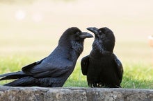 Young Ravens Rival Adult Chimps in a Big Test of General Intelligence