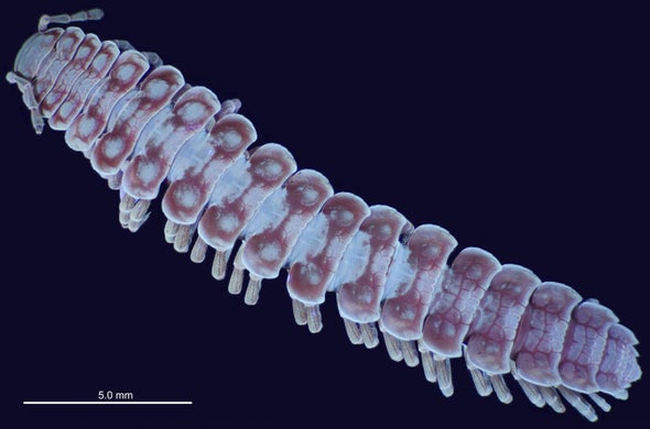 How Millipedes Avoid Interspecies Sexual Slips