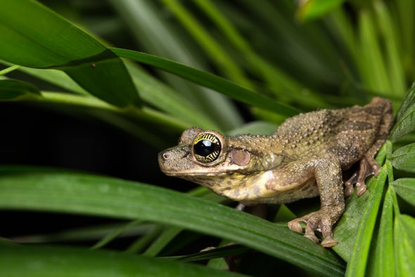 Science Sound(E)scapes: Amazon Frog Choruses at Night