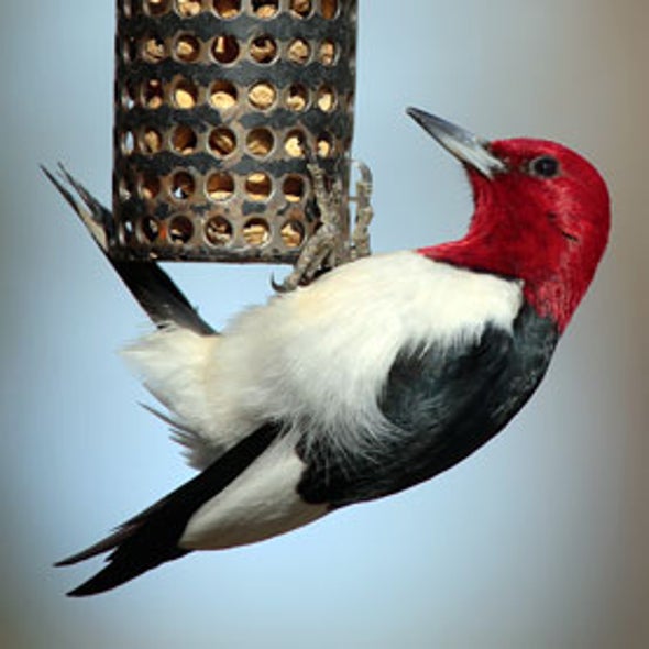 Project FeederWatch