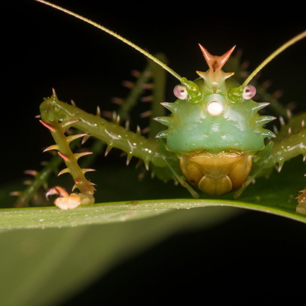 Awesome Ears: The Weird World of Insect Hearing | Scientific American