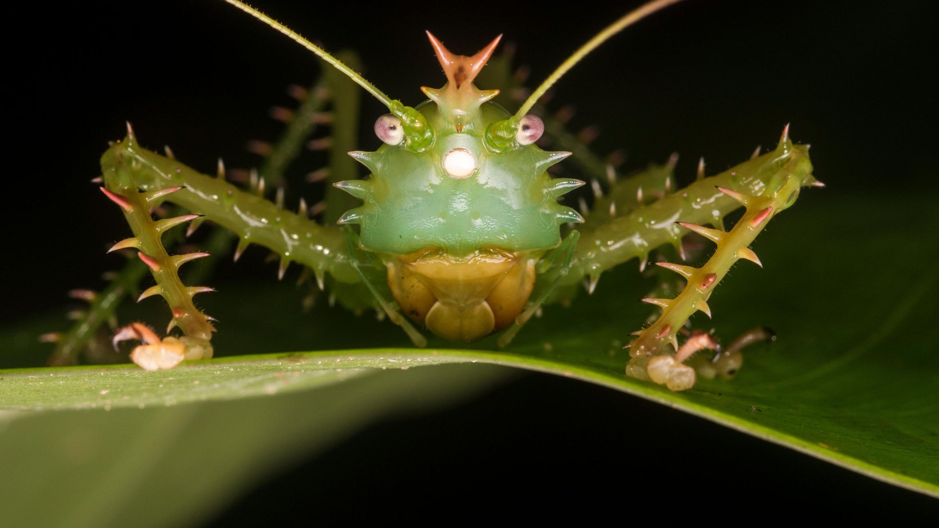 Awesome Ears: The Weird World of Insect Hearing | Scientific American