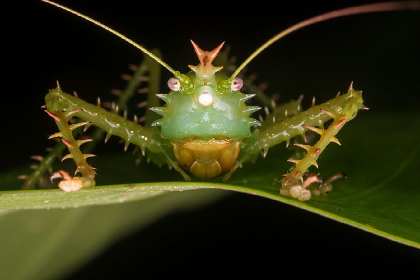 Awesome Ears The Weird World of Insect Hearing Scientific American