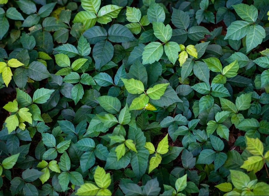What Do Cashews, Mangoes and Poison Ivy Have in Common? Scientific