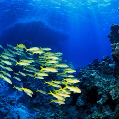 Slide Show: Glimpses of Undersea Life at Nation's New Marine Monuments