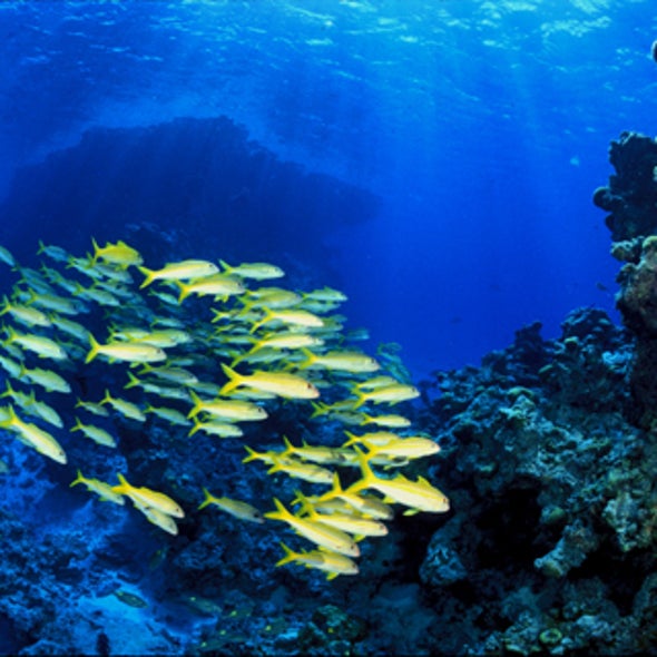 Slide Show: Glimpses of Undersea Life at Nation's New Marine Monuments